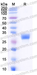 Biotinylated Human CD305/LAIR1 Protein, C-Avi-His
