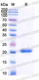 Biotinylated Human CD306/LAIR2 Protein, C-Avi-His