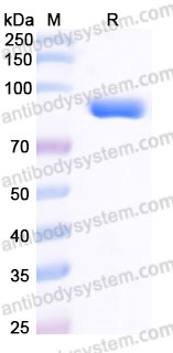 Biotinylated Human CD85e/LILRA3 Protein, C-His-Avi