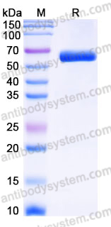 Recombinant Human CD85k/LILRB4/ILT3 Protein, C-mFc (IgG2a) (Active)