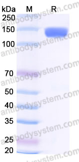 Recombinant Human IL31RA Protein, C-Fc (Active)