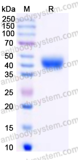Recombinant Human CD366/HAVCR2/TIM-3 Protein, C-His (Active)