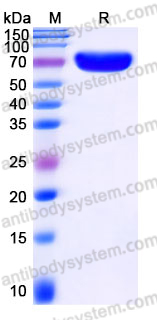 Recombinant Human CD112/Nectin-2/PVRL2 Protein, C-Fc (Active)