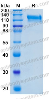 Recombinant Human CD100/SEMA4D Protein, C-His (Active)