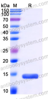 Recombinant Human TSLP Protein, Tag free (Active)