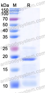 Recombinant Human TSLP Protein, C-10*His (Active)