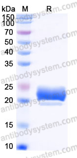 Recombinant Human TSLP (R127A, R130A) Protein, C-10*His (Active)