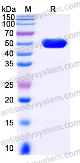 Recombinant Human TSLP Protein, C-Fc (Active)