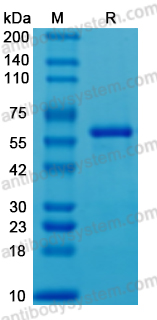 Recombinant Human CD316/IGSF8 Protein, C-His (Active)
