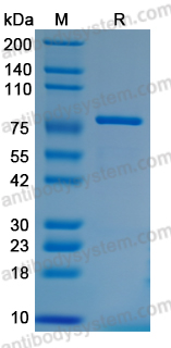 Recombinant Human CD316/IGSF8 Protein, C-Fc (Active)