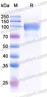 Biotinylated Human CD217/IL17RA Protein, C-Fc-Avi