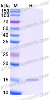 Recombinant Human IL17F Protein, Tag free (Active)