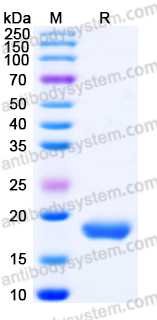 Recombinant Human IL17F Protein, Tag free (Active)