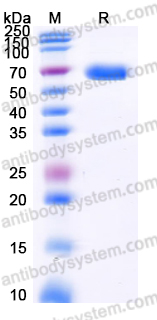 Recombinant Human CD158d/KIR2DL4 Protein, C-Fc (Active)