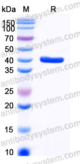 Recombinant Human GDF15/MIC1 Protein, N-Fc (Active)