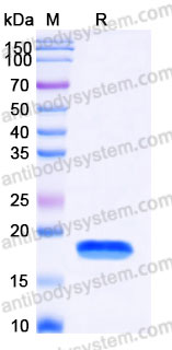 Recombinant Human GDF15/MIC1 Protein, N-8*His-Flag (Active)