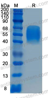 Recombinant Human CD273/PD-L2/PDCD1LG2 Protein, C-His (Active)