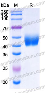 Biotinylated Human CD273/PD-L2 Protein, C-His-Avi