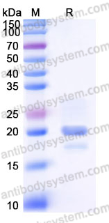 SDS-PAGE for Recombinant Human RSPO3 Protein, C-His (Active) ?>