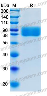 Recombinant Human CD244 Protein, C-hFc-His (Active)