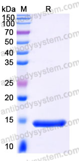 Recombinant Human IL22 Protein, Tag free (Active)