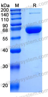 Recombinant Human CD299/CLEC4M Protein, N-hFc (Active)