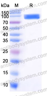 Recombinant Human CD318/CDCP1 Protein, C-His (Active)