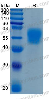 Recombinant Human IL1RL2/IL-36R Protein, C-His (Active)