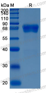 Recombinant Human CD229/LY9 Protein, C-10*His (Active)