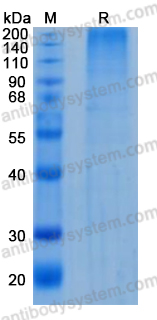 Recombinant Human MEPE/OF45 Protein, C-10*His (Active)