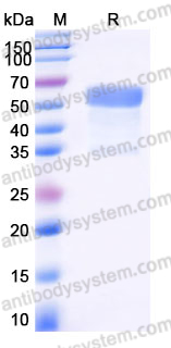 Recombinant Human TREM2 Protein, C-mFc (Active)