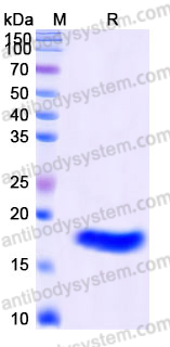 Recombinant Human IL36B/IL-1F8 Protein, Tag free (Active)