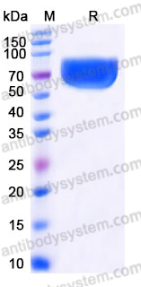 Recombinant Human CD274/PD-L1/B7-H1 Protein, C-mFc (Active)