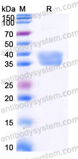 Recombinant Human CD274/PD-L1/B7-H1 Protein, C-Flag (Active)