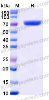 Recombinant Human CD274/PD-L1/B7-H1 Protein, C-Fc (Active)