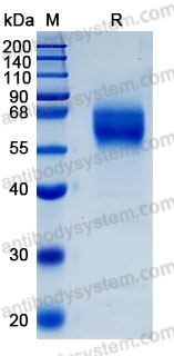 Recombinant Human CD300a Protein, C-hFc-His (Active)