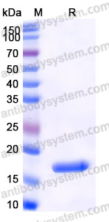 Recombinant Human IL36A/IL-1F6 Protein, Tag free (Active)