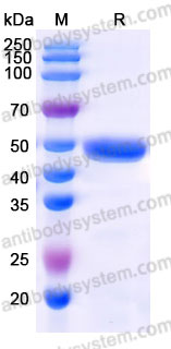 Biotinylated Human CD84/SLAMF5 Protein, C-His-Avi
