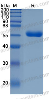 Recombinant Human CD344/FZD4 Protein, C-hFc-His (Active)