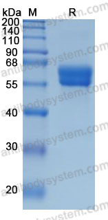 Recombinant Human FZD1 Protein, C-hFc-His (Active)