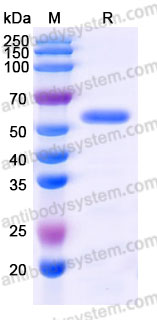 Biotinylated Human CD257/BAFF/BLYS Protein, N-Avi-Fc