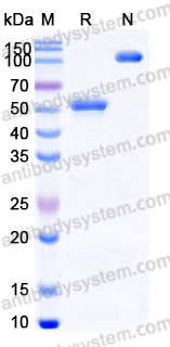 Recombinant Human CD257/BAFF/TNFSF13B/BLYS Protein, N-Fc (Active)
