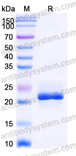 Recombinant Human CD257/BAFF/TNFSF13B/BLYS Protein, N-His (Active)