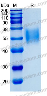 Recombinant Human CD328/SIGLEC7 Protein, C-His (Active)