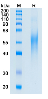 Recombinant Human LYVE1 Protein, C-His (Active)