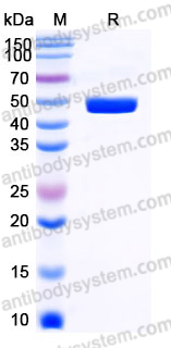 Recombinant Human CD278/ICOS Protein, C-Fc (Active)