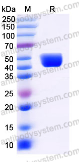 Recombinant Human IgE/IGHE Protein, C-His (Active)