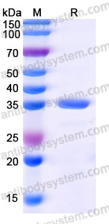 Biotinylated Human IgG1 Fc Protein, C-Avi