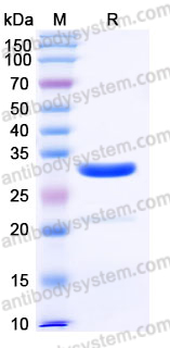 Recombinant Human IgG1/IGHG1 Protein, Tag free (Active)