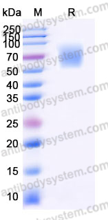 Recombinant Human CD371/CLEC12A Protein, N-Fc (Active)